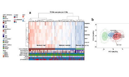 蹭熱度！常規(guī)RNA-seq+scRNA-seq+實驗驗證的TNBC CAF研究