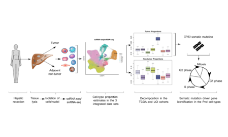 SXR202206019C+scRNA-seq、snRNA-seq聯(lián)合bulk RNA-seq分析思路