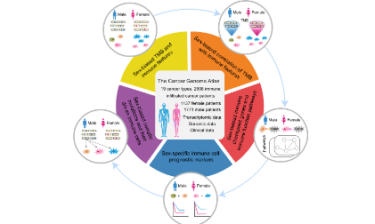泛癌新起點：泛癌分析揭示了腫瘤微環(huán)境中的性別特征