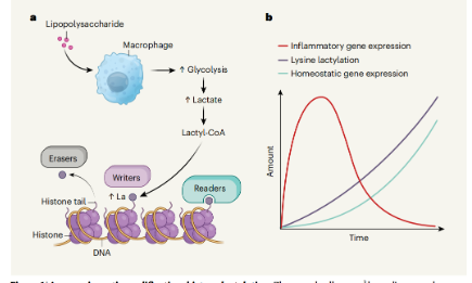 國自然新晉熱點：組蛋白乳酸化，錯過又是一年