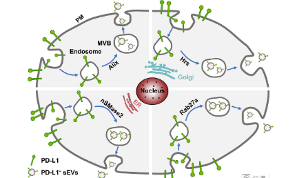 癌癥中不一樣的PD-L1：小細(xì)胞外囊泡PD-L1