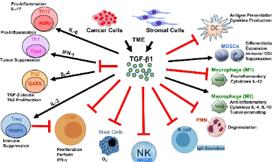 腫瘤“叛變軍師”——TGF-β信號(hào)通路