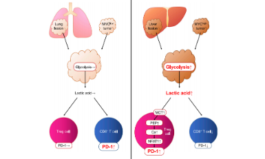 被生信人成功預(yù)測(cè)的乳酸思路如何在Cancer Cell上殺出重圍.doc