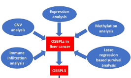 OSBPL家族基因在肝癌中的表達(dá)、免疫浸潤(rùn)、預(yù)后及實(shí)驗(yàn)驗(yàn)證