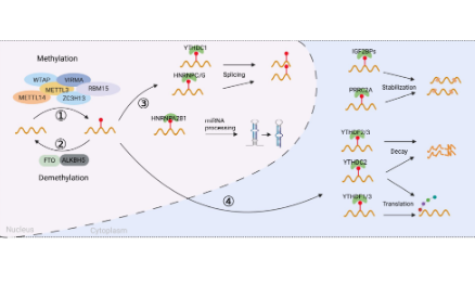 靶向RNA m6A修飾用于腫瘤免疫治療