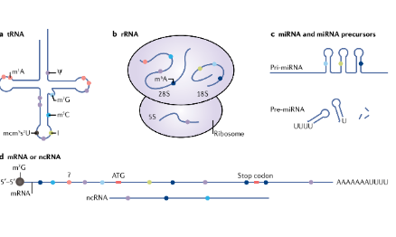 值得收藏：扎堆兒的多RNA修飾思路匯總