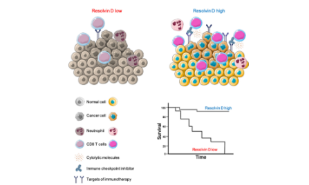 D-Series Resolvin Pathway 在頭頸腫瘤中的綜合分析