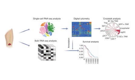 單細(xì)胞水平的腫瘤微環(huán)境研究，扎扎實(shí)實(shí)13分~
