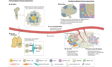 SXR2023030012C+Nature高分綜述：CAFs in cancer