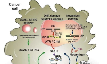 Nature新熱點(diǎn)：干擾素刺激因子（STING）