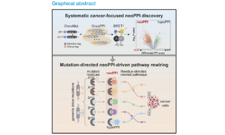 SXR202205033C-橘子-系統(tǒng)性地發(fā)現(xiàn)與驗證癌癥中突變導(dǎo)致的新蛋白質(zhì)-蛋白質(zhì)相互作用