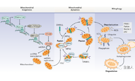 一文知曉線粒體質(zhì)量控制如何生信