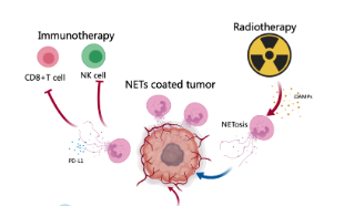 生信新熱點：中性粒細胞胞外誘捕網(wǎng)（NETs）