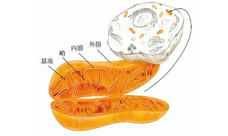 國之人中標熱點預(yù)測：線粒體質(zhì)量控制