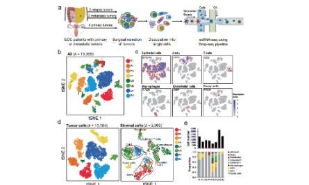 SXR202202023C+卵巢上皮性腫瘤單細(xì)胞 RNA-seq+bulk RNA-seq分析