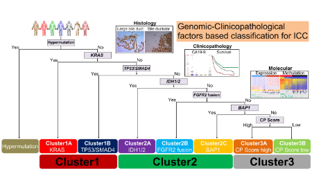 基于驅(qū)動基因突變對肝內(nèi)膽管癌聚類