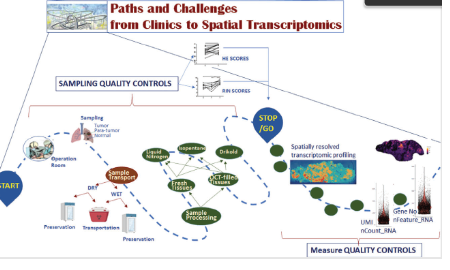 SXR202208001C+空間轉(zhuǎn)錄組組織制備的臨床挑戰(zhàn)