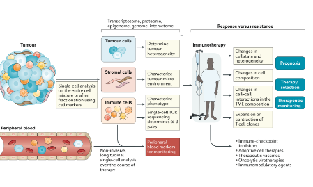 應(yīng)用高維單細胞技術(shù)分析癌癥免疫治療