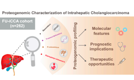 蛋白基因組學的特征確定了肝內(nèi)膽管癌的臨床相關(guān)亞群