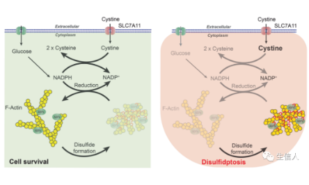 最新細胞死亡方式之雙硫死亡！快人一步生信切入點！