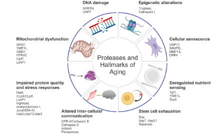SXR202205029B+新熱點：蛋白水解酶在衰老中的作用