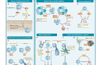 Nature重大發(fā)現(xiàn)|腫瘤相關中性粒細胞才是關鍵！
