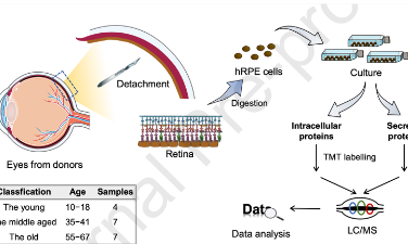 蛋白質(zhì)組數(shù)據(jù)研究人類視網(wǎng)膜色素上皮細胞