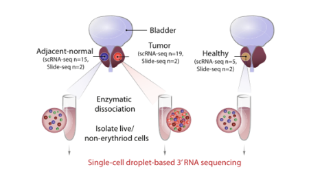 前列腺癌單細胞和空間轉(zhuǎn)錄組整合分析17+