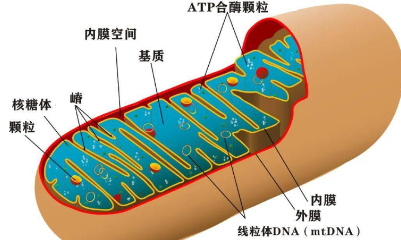 癌癥與線粒體的故事