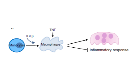 SXR202207014C-橘子-TGFβ重編程TNF對(duì)巨噬細(xì)胞的促炎作用轉(zhuǎn)變?yōu)轵?qū)動(dòng)炎癥性破骨細(xì)胞的生成