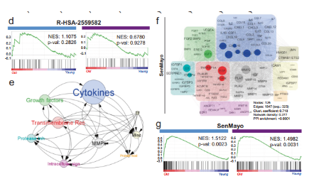 SenMayo幫你實現(xiàn)在單細胞水平識別衰老細胞