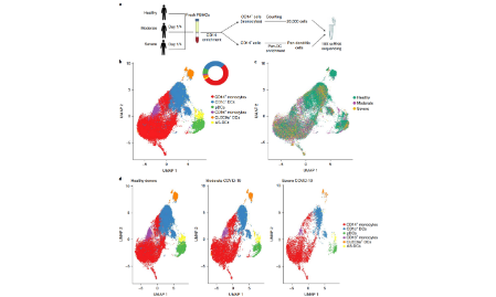 Nature Cell Biology: 新冠患者抗病毒免疫缺陷