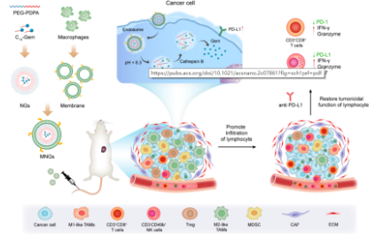 仿生遞藥系統(tǒng)（MNGs）改善腫瘤免疫治療